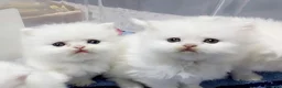 Persa gatos en venta: Cachorritos persas - Anuncio 1
