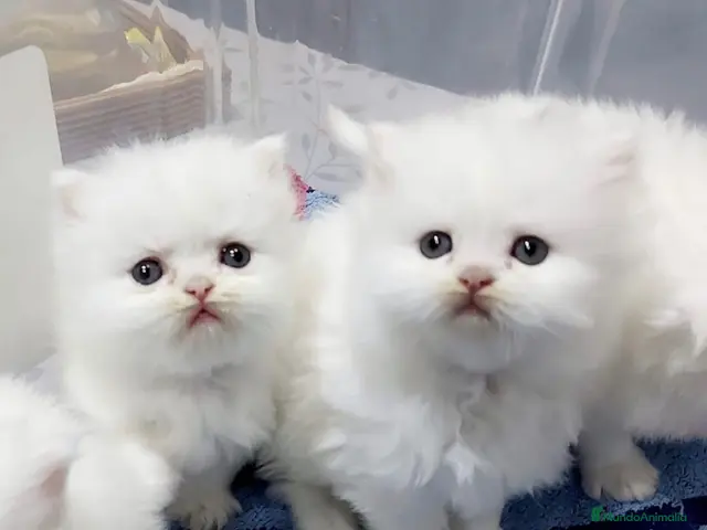 Persa gatos en venta: Cachorritos persas - Anuncio 1