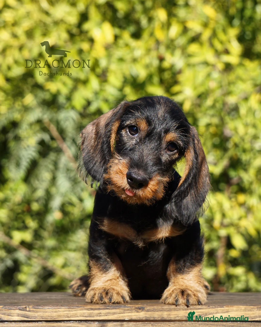 Imagen de galería {{count}}