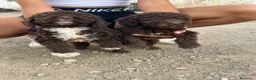 Perro de Agua Español perros en venta: Ultimos cachorritos de agua - Anuncio 3