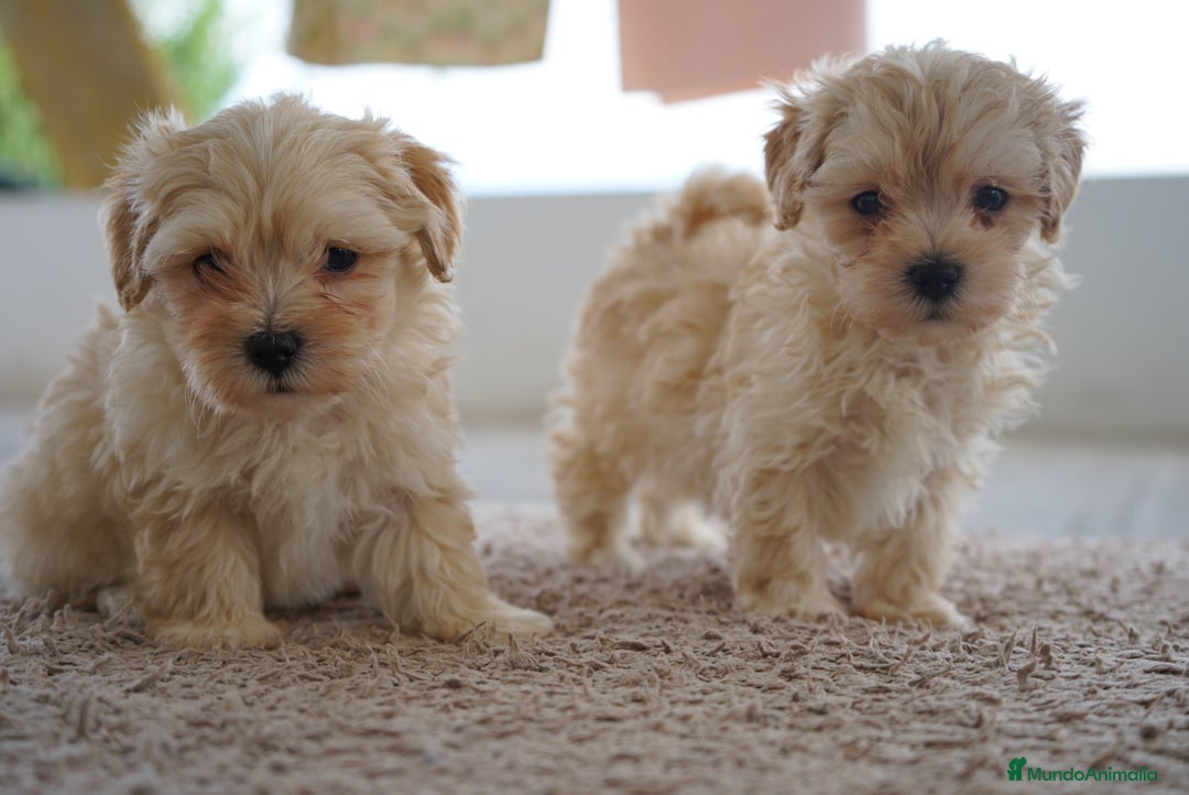 Maltipoo perros en venta: 🐾 Snow, Manolo, Jacinto y Paco Maltipoo 🐾 - Imagen 11