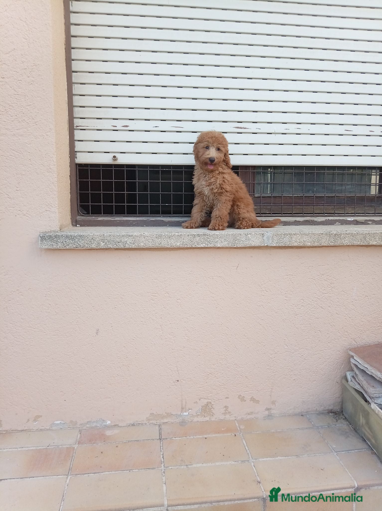 Caniche Enano perros Caniche enano - Anuncio 1