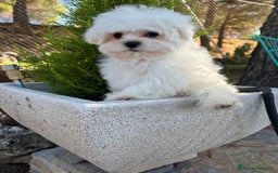 Bichón Maltés perros en venta: Bichon Maltés Toy con toda la vacunación completa! - Imagen 2