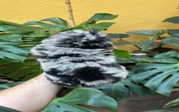 Pomerania perros en venta: Pomerania linea rusa Merles Toy y super chatos  - Imagen 7