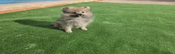 Pomerania perros en venta: Cachorritos Pomerania - Anuncio 5