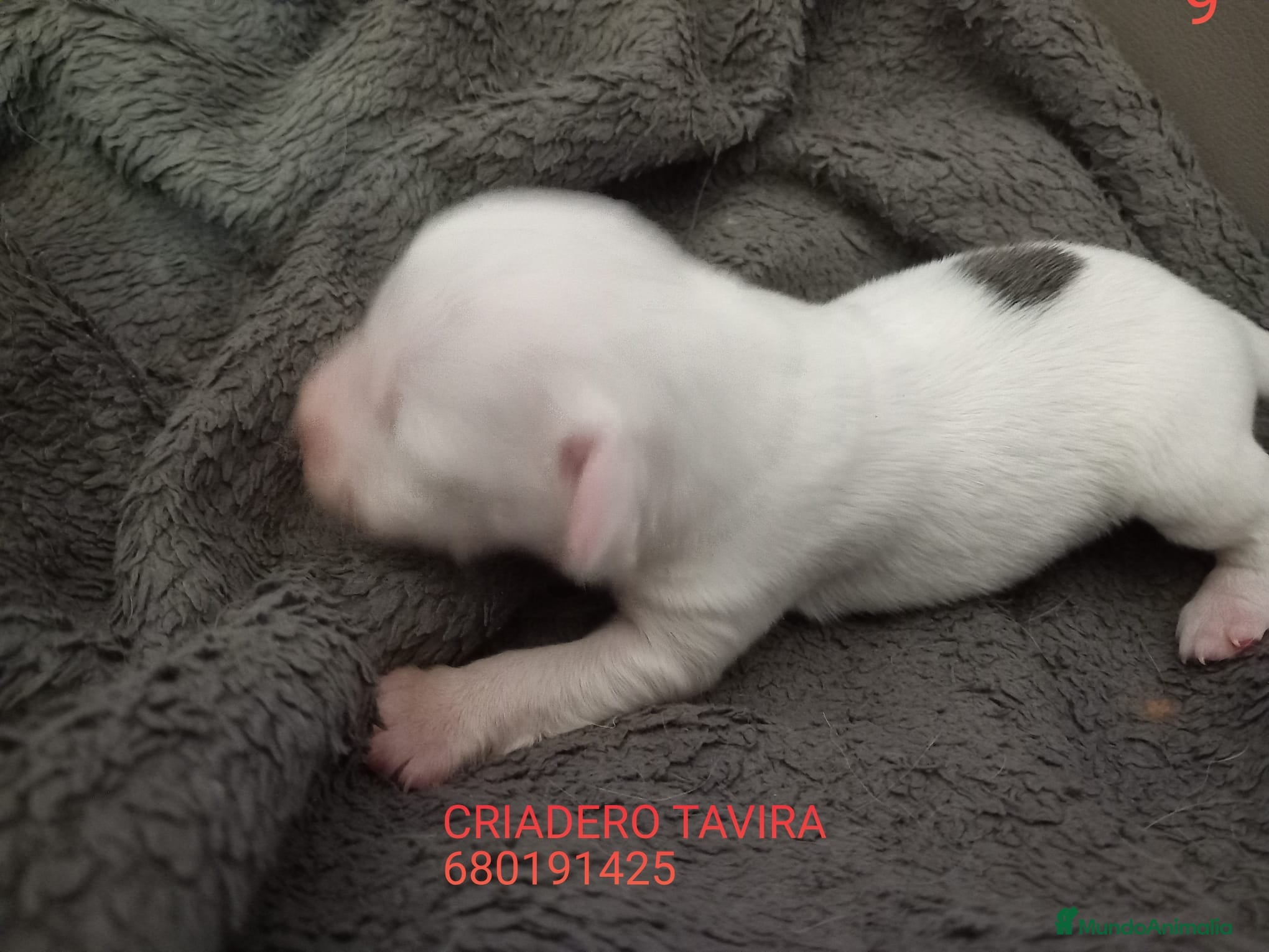 Otras razas perros Crestados Chinos - Anuncio 2