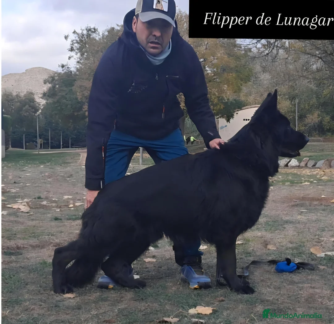 Pastor Alemán perros en venta: Dicachorros pastor aleman negro y negro fuego - Anuncio 2