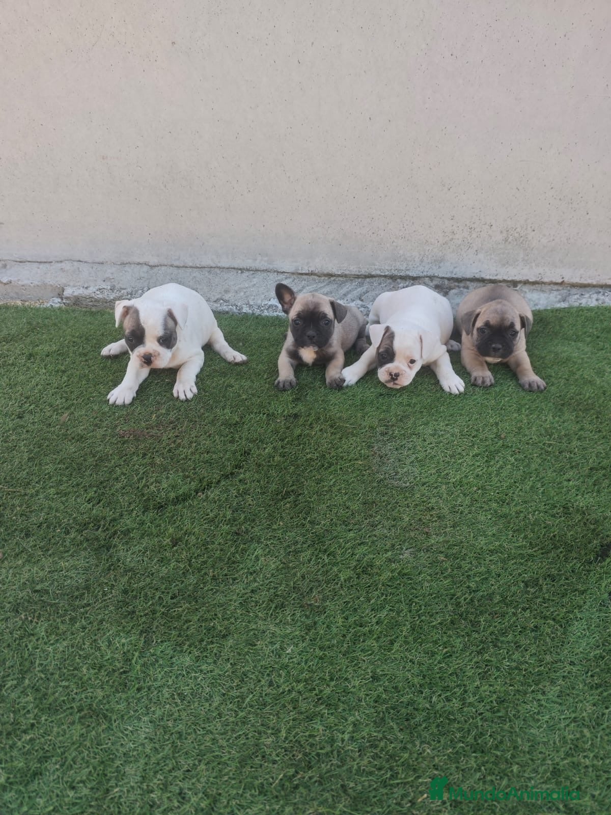 Bulldog Francés perros Bulldog francés disponibles🐶🐾 - Anuncio 1