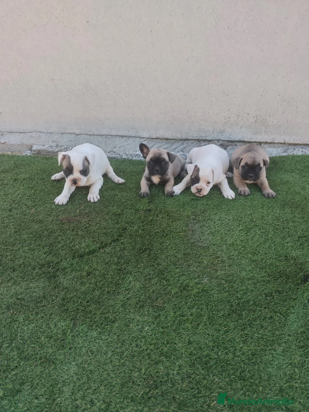 Bulldog Francés perros en venta: Bulldog francés disponibles🐶🐾 en Cádiz - Anuncio 1