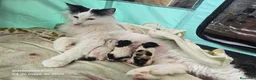 Bosque de Noruega gatos en venta: Bosque de Noruega - Anuncio 9