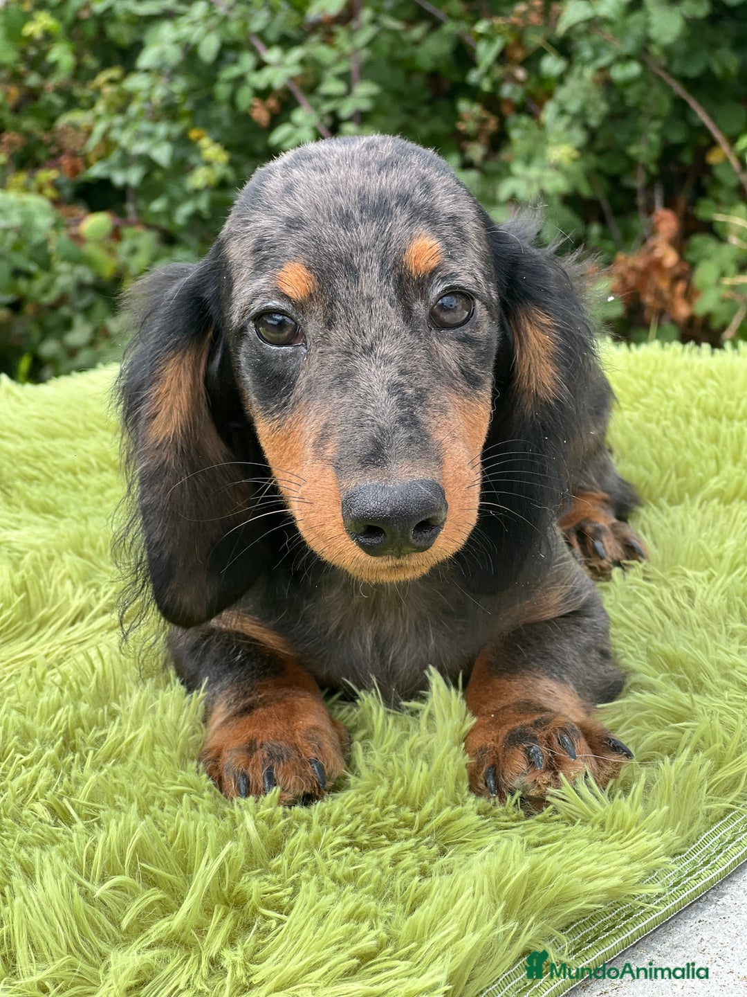Teckel Miniatura perros en venta: Teckel pelo largo  - Imagen 1