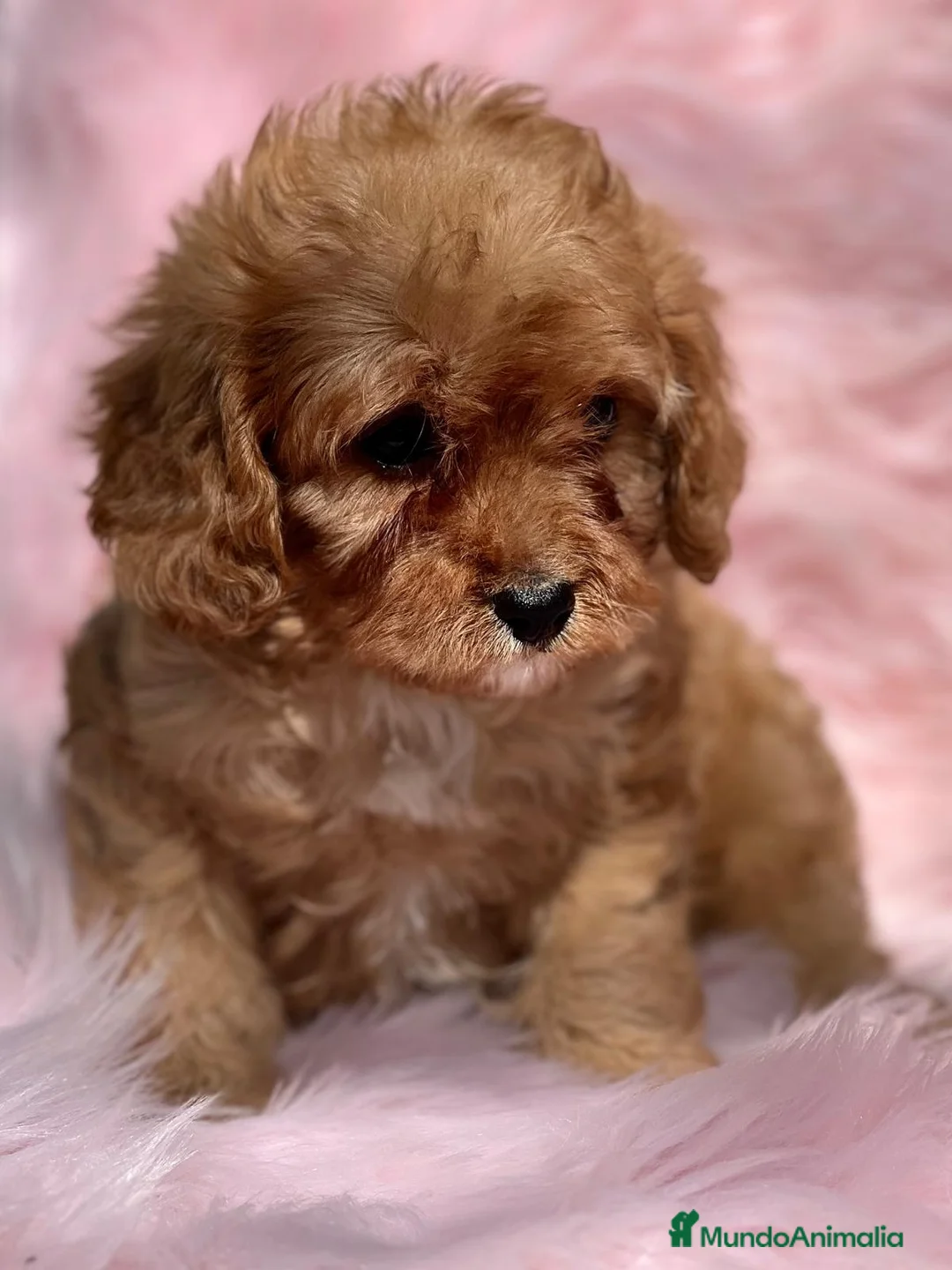 Cavapoo perros en venta: Cavapoo en Barcelona - Anuncio 5