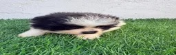 Pomerania perros en venta: Pomerania - Anuncio 10