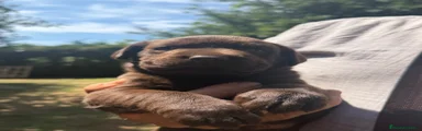 Labrador Retriever 2