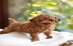 Caniche Toy perros en venta: Caniche toy hembra - Anuncio 7