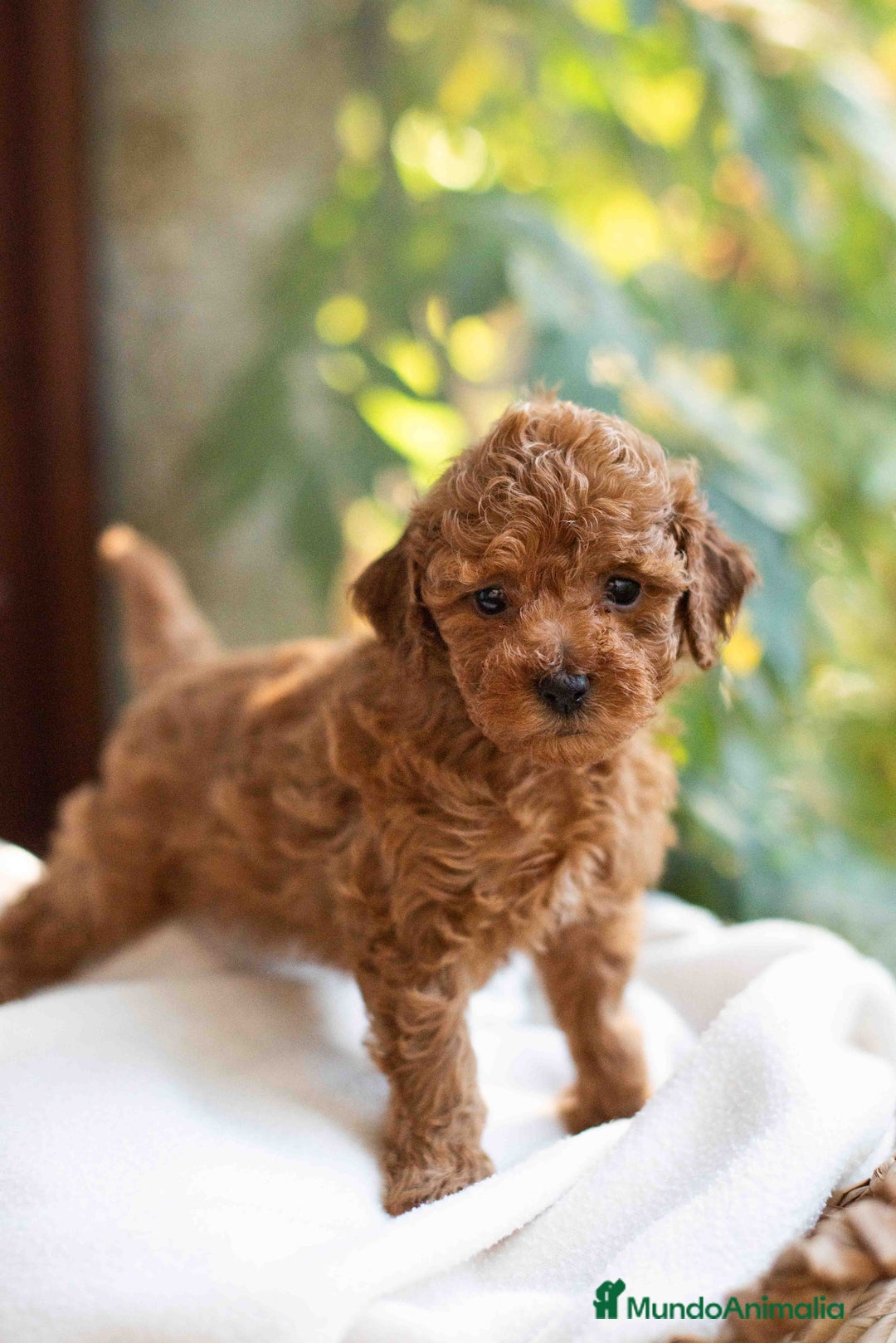 Caniche Toy perros en venta: Caniche toy hembra - Anuncio 7