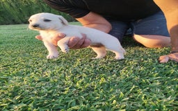 Labrador Retriever perros en venta: Labrador Retriever - Imagen 1