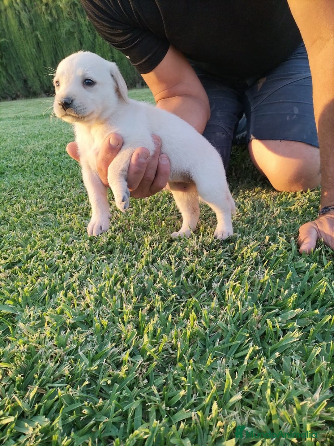 Labrador Retriever perros en venta: Labrador Retriever - Imagen 1