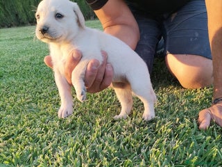 Labrador Retriever perros - Anuncio 8