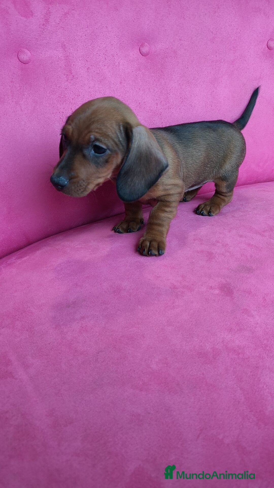 Teckel perros en venta: Teckel mini  - Anuncio 4