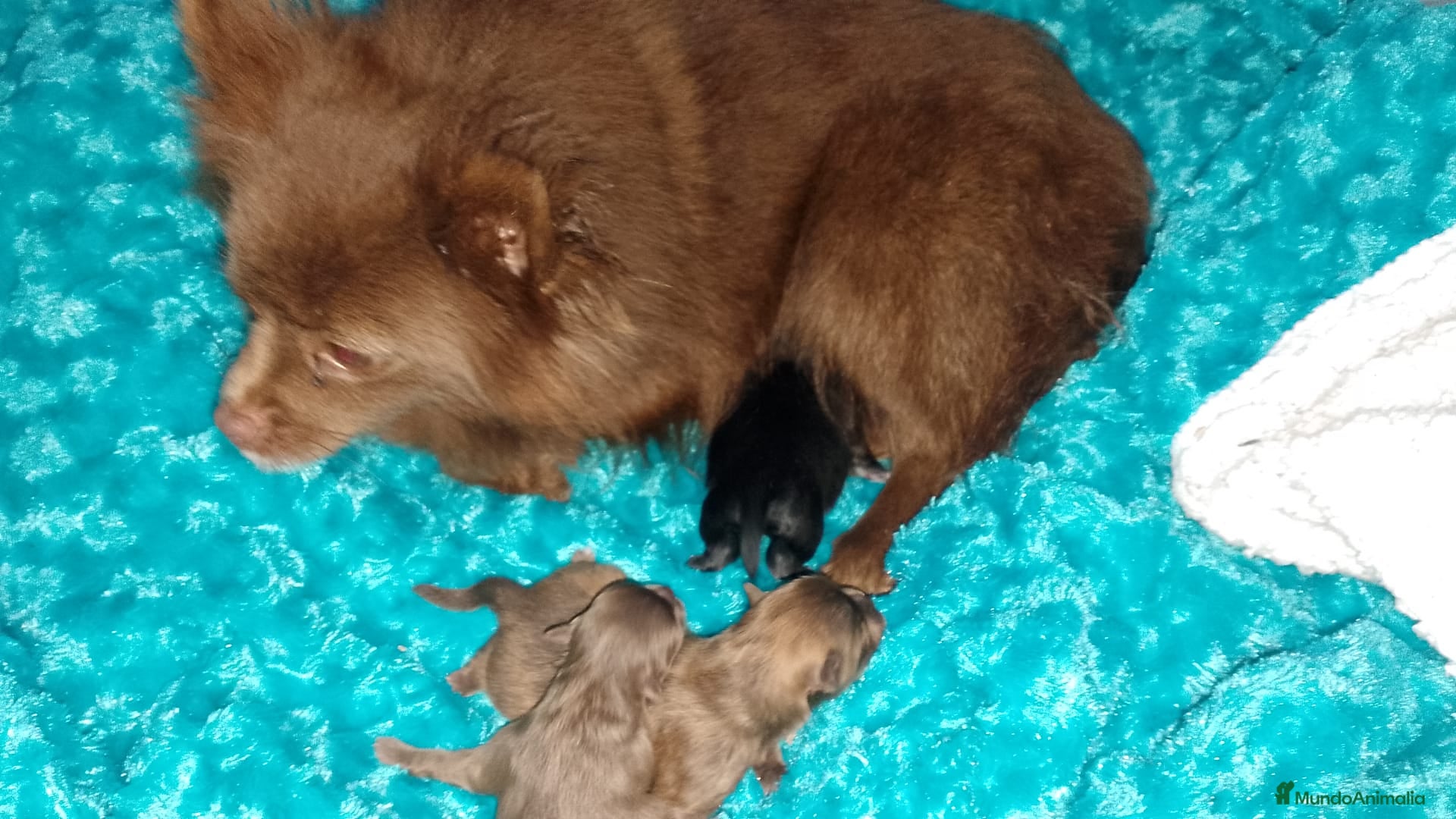 Pomerania perros Pomerania chocolote y uno negro  - Anuncio 1