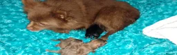Pomerania perros en venta: Pomerania chocolote y uno negro  - Anuncio 1