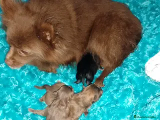 Pomerania perros Pomerania chocolote y uno negro - Anuncio 1