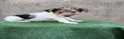 Fox Terrier de Pelo Duro perros en venta: Fox terrier pelo duro  - Anuncio 7