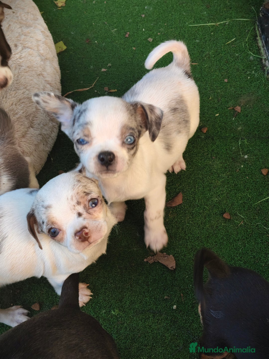 Chihuahua perros en venta: Chihuahua Toy  - Anuncio 7