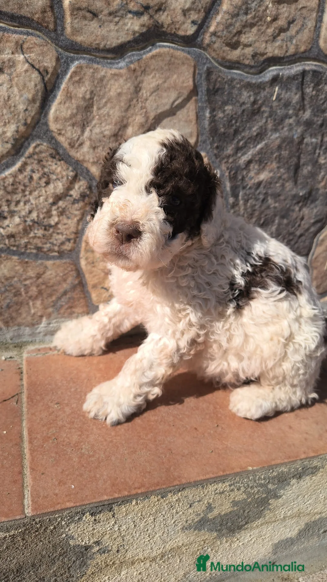 Perro de Agua Español perros en venta: Preciosos perros de agua disponible para entregar - Anuncio 3