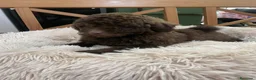Caniche Enano perros en venta: Caniche enano chocolate en Albacete - Anuncio 3
