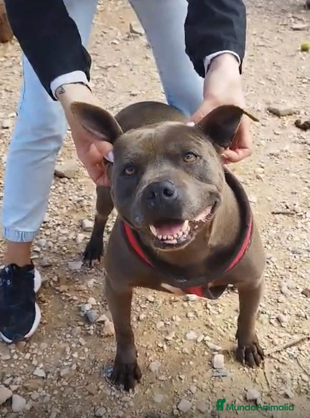 Staffordshire Bull Terrier perros en adopcion: MANÉ ❤️ en Adopción  - Anuncio 1