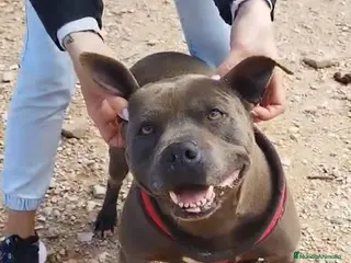 Staffordshire Bull Terrier perros MANÉ ❤️ en Adopción - Anuncio 12