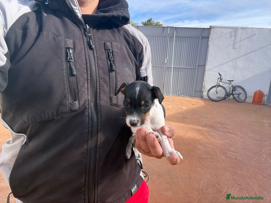 Jack Russell Terrier perros en venta: Jack Russell nueva camada  - Anuncio 8