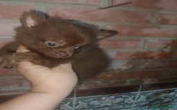 Pomchi perros en venta: Pomchi macho toy chocolate  - Imagen 2