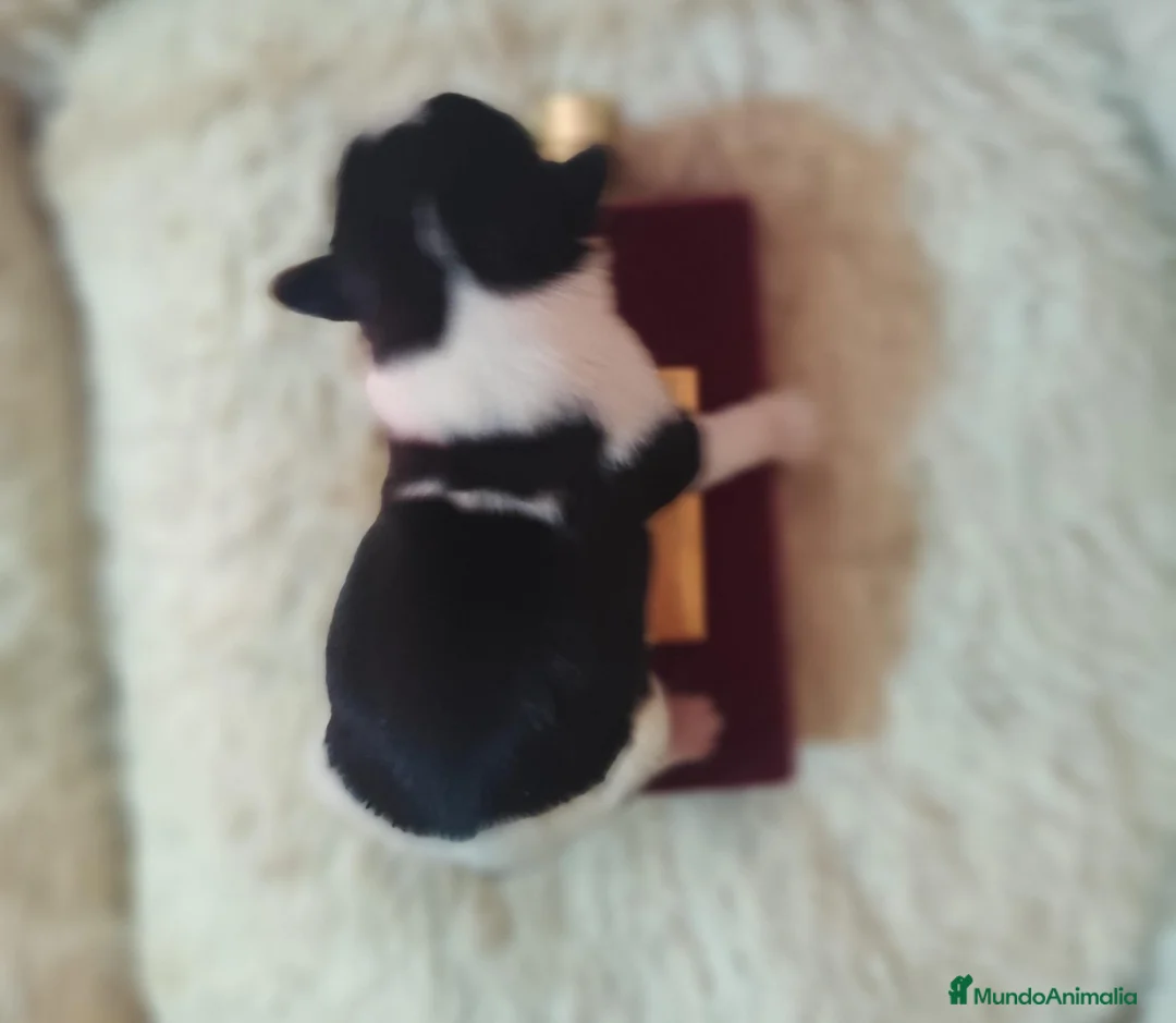 Biewer Yorkshire Terrier a la Pom Pon perros en venta: Yorkshire biewer  - Anuncio 2