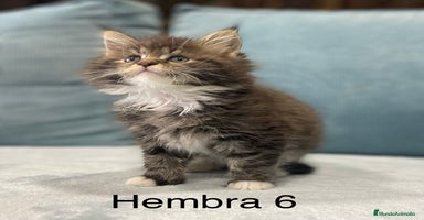 Maine Coon gatos - Anuncio 10