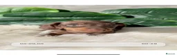 Teckel Miniatura perros en venta: Espectacular Teckel Miniatura Chocolate 🤎🐾 - Anuncio 1