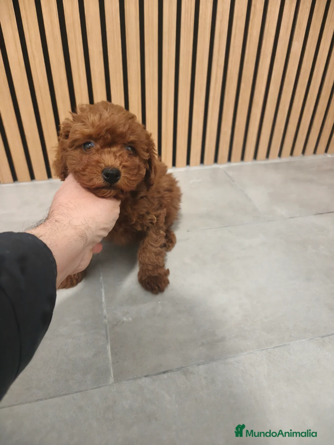 Caniche Toy perros en venta: Caniche Toy macho rojo pimentón  - Anuncio 8