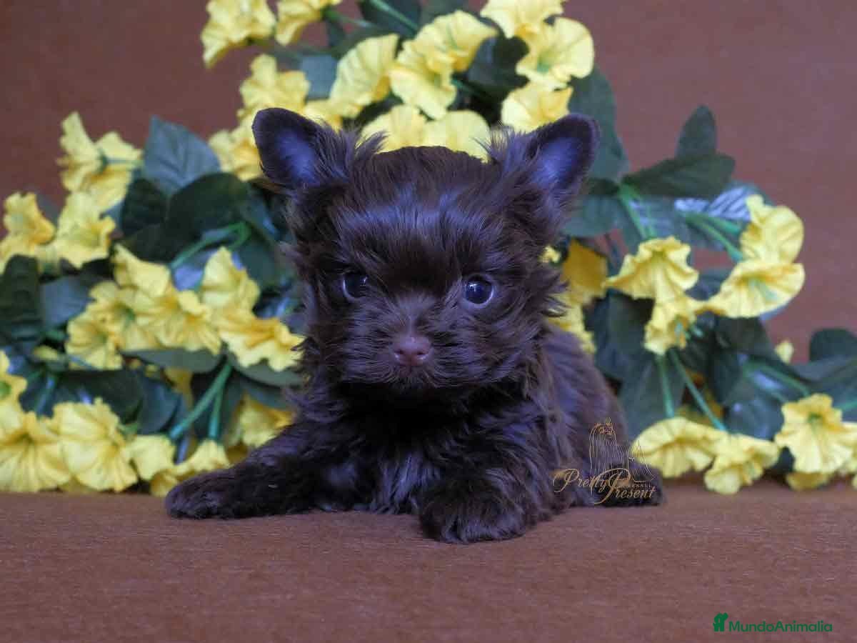 Biewer Yorkshire Terrier a la Pom Pon perros Cachorros Yorkshire chocolate - Anuncio 2