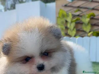 Pomerania perros POMERANIA - Anuncio 5