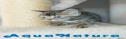 Bengalí gatos en venta: Camada gatitos Bengali - AQUANATURA en Barcelona - Anuncio 3