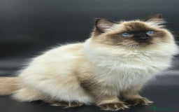 Ragdoll gatos en venta: Gatitos Ragdol Seal Mitted - Imagen 1