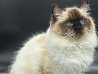 Ragdoll gatos - Anuncio 1