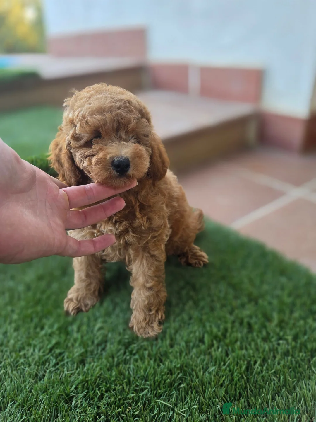 Caniche Toy perros en venta: CANICHE TOY - Anuncio 4