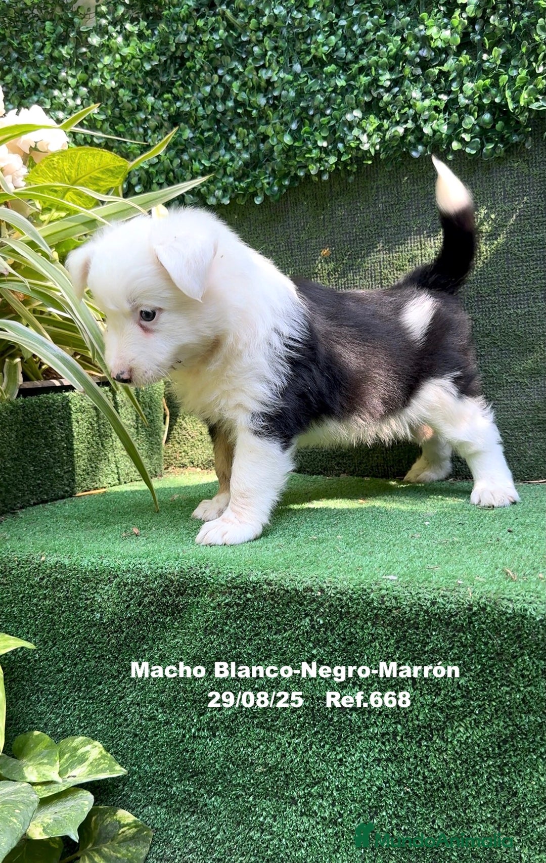 Border Collie perros en venta: Border Collie De Villa Biznaga - Imagen 6