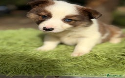 Border Collie perros en venta: Border collie marrón y blanco - Anuncio 1