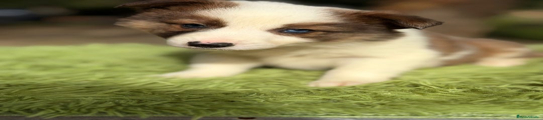 Border Collie Cachorro 1