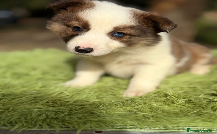Border Collie perros Border collie marrón y blanco - Anuncio 1