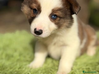 Border Collie perros Border collie marrón y blanco - Anuncio 1
